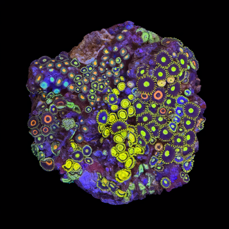 Zoanthus Ultra Garden WYSIWYG (1770982335358)