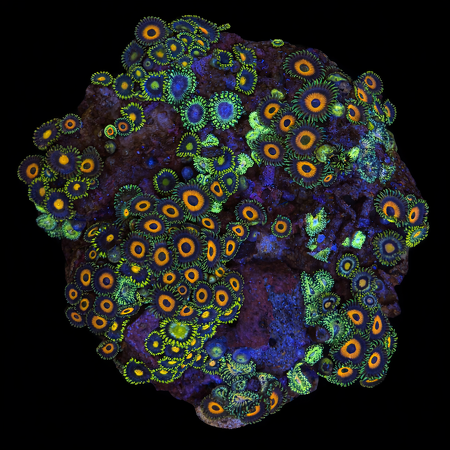 Zoanthus Ultra Garden WYSIWYG (1770982349605)