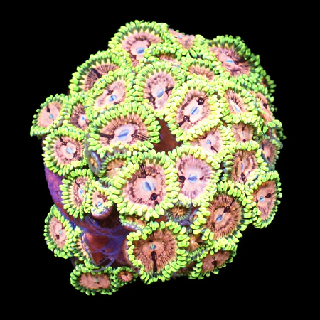 Zoanthus Ultra WYSIWYG (1771096605919)