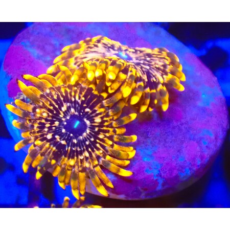 Zoanthus Utter Chaos WYSIWYG (1766173369165)