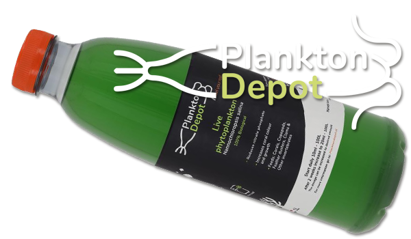 Plankton depot levende fytoplankton